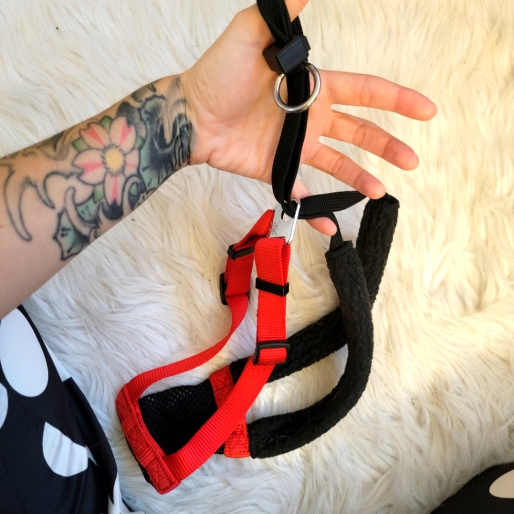 Dog training lead